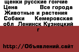щенки русские гончие › Цена ­ 4 000 - Все города Животные и растения » Собаки   . Кемеровская обл.,Ленинск-Кузнецкий г.